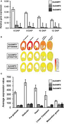 GoSAMTs are required for pectin methyl-esterification and mucilage release in seed coat epidermal cells